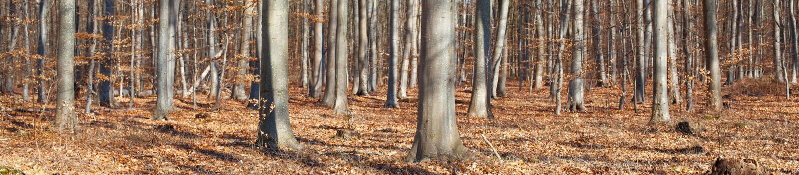 © 2025 Carolina Echeverri